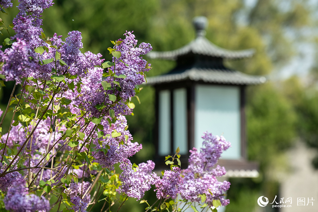 北海公園春色滿園醉游人【5】