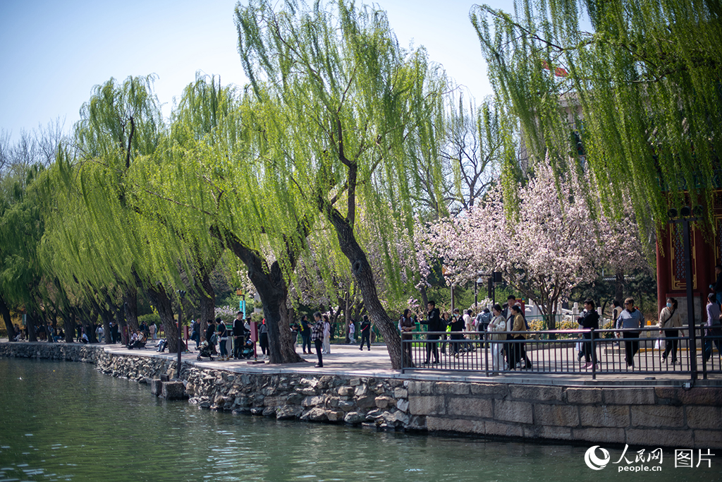 北海公園春色滿園醉游人【2】