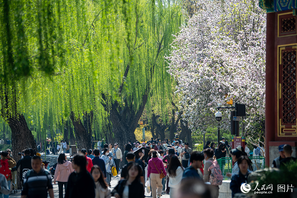 北海公園春色滿園醉游人【4】