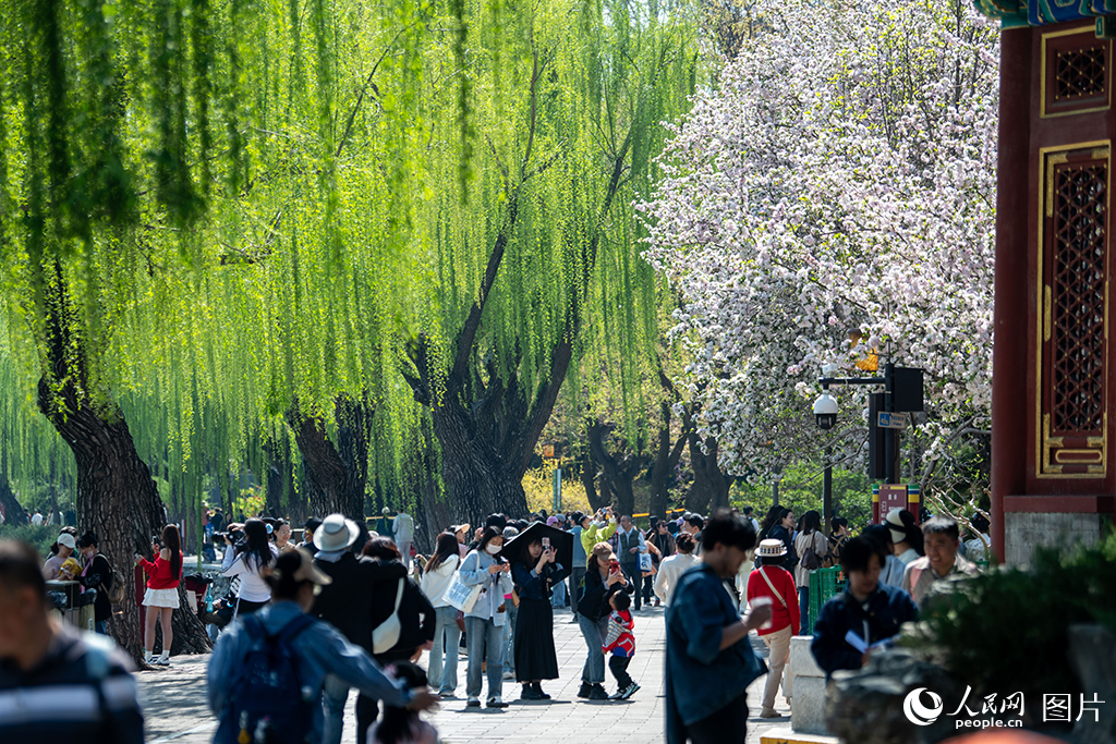 北海公園春色滿園醉游人【6】