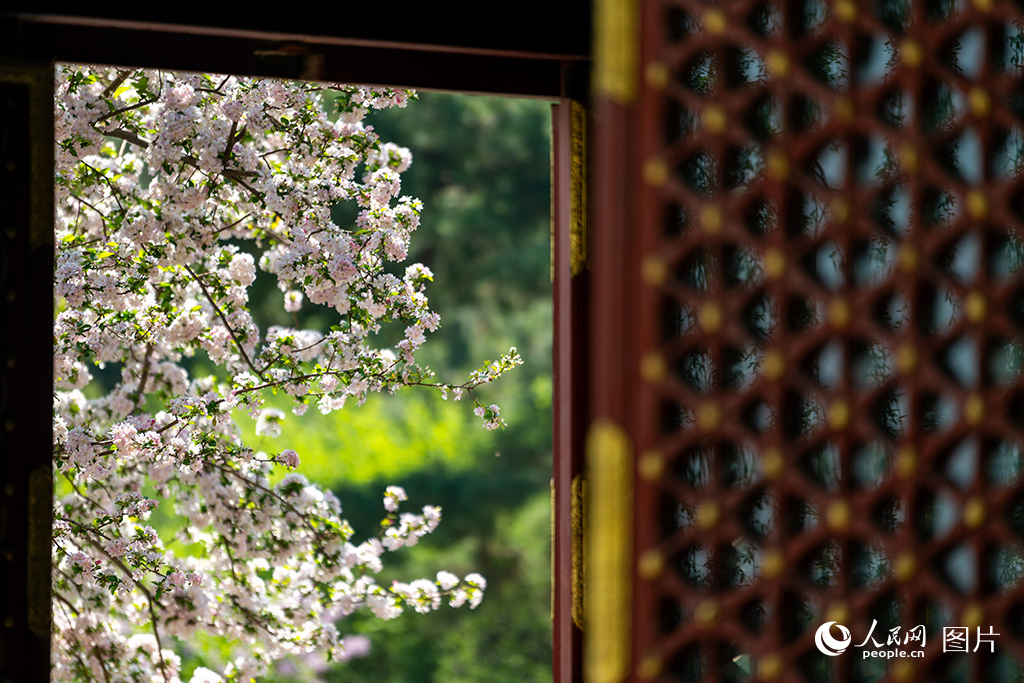 2025年4月6日，北京北海公園，滿園春色醉游人。人民網記者 翁奇羽攝