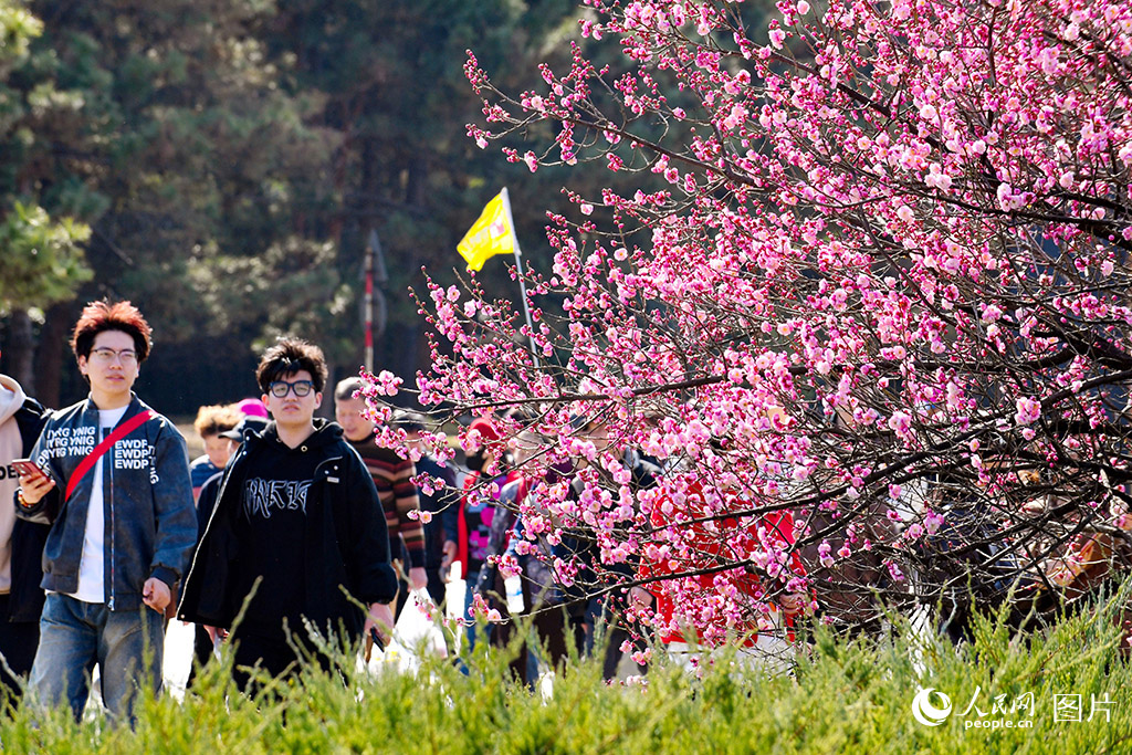 2025年4月5日，西安市秦始皇帝陵博物院內，梅花盛開，游人如織。人民網記者 孫挺攝