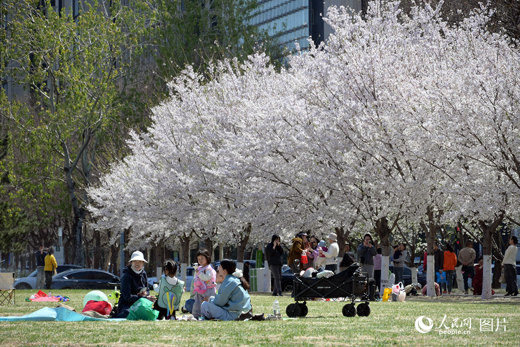 4月2日，天津市濱海新區第二大街泰達城市公園內櫻花盛開。市民在櫻花樹下休息、游玩。人民網記者 孫一凡攝