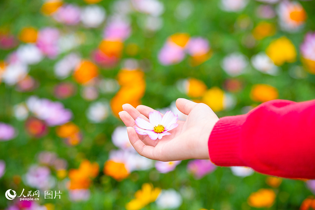 4月1日，在南寧市江南公園里，繁花盛開。人民網記者 嚴立政攝