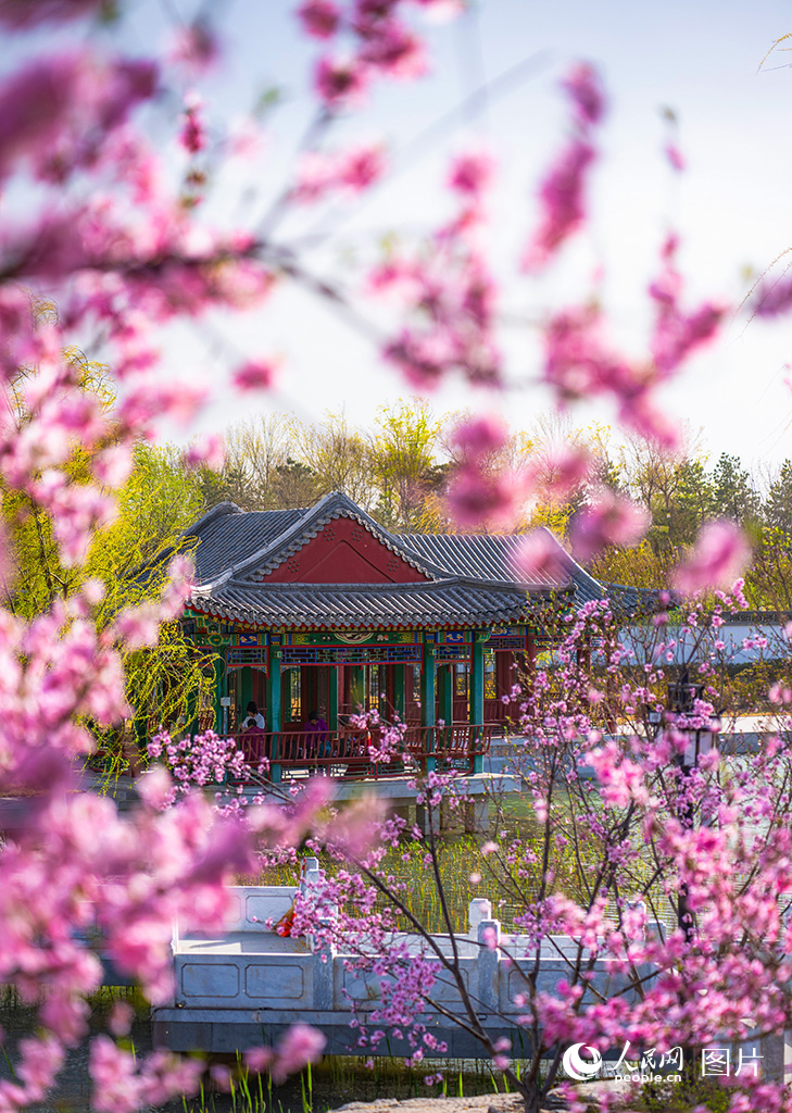 2025年4月1日，充滿朝氣的未來之城雄安處處充滿著春意。人民網記者 李兆民攝