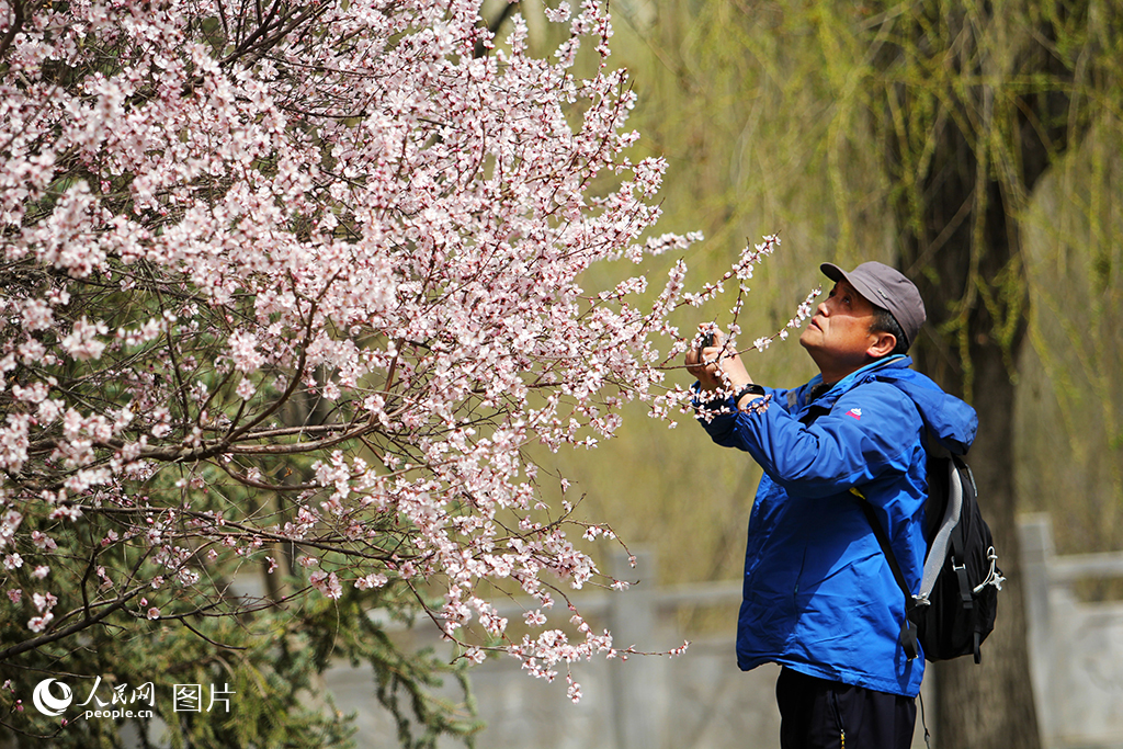 2025年3月31日，蘭州市七里河區南濱河中路，市民駐足碧桃花下，用手機定格滿樹芬芳。人民網記者 米媛攝
