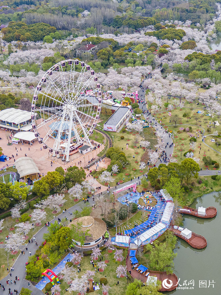3月29日，上海顧村公園櫻花爛漫，春意盎然，吸引不少游客前來踏青賞花，樂享周末時光。人民網記者 王初攝