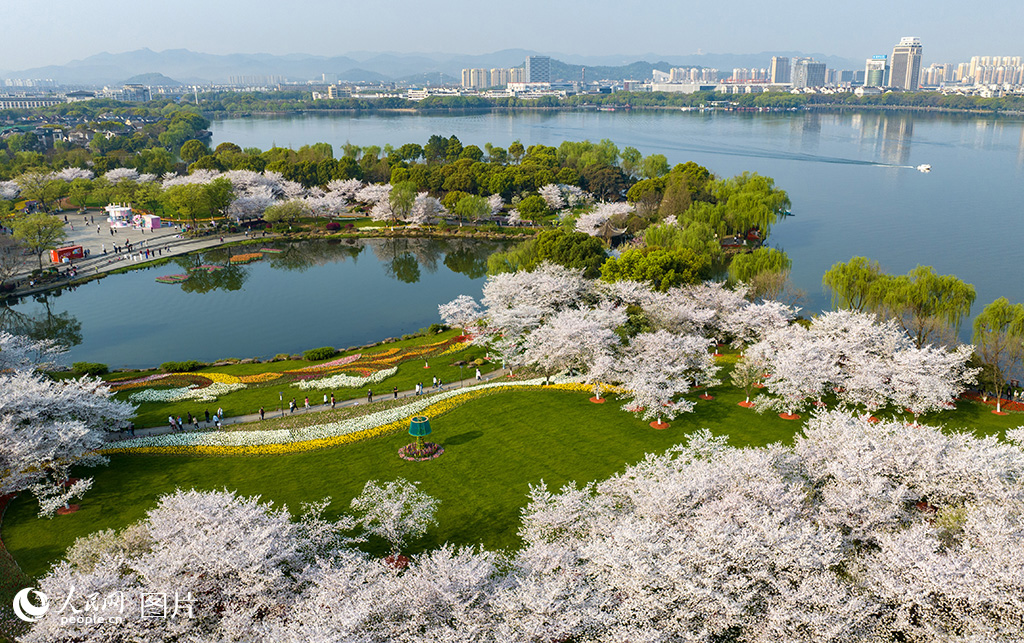 2025年3月26日，浙江省紹興市柯橋區瓜渚湖畔的櫻花和郁金香大面積盛開，美不勝收，吸引游客前來賞花踏青。人民網 章勇濤攝