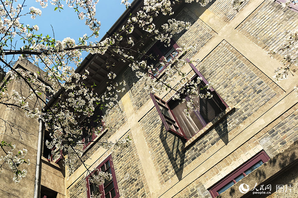 2025年3月26日，在武漢大學校園內，絢爛的櫻花與校內的古建筑相映成趣。人民網記者 周雯攝