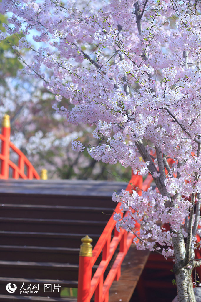 2025年3月26日，湖北省荊州市荊州區八嶺山鎮淺山森林美術園內櫻花盛開。人民網記者 王郭驥攝
