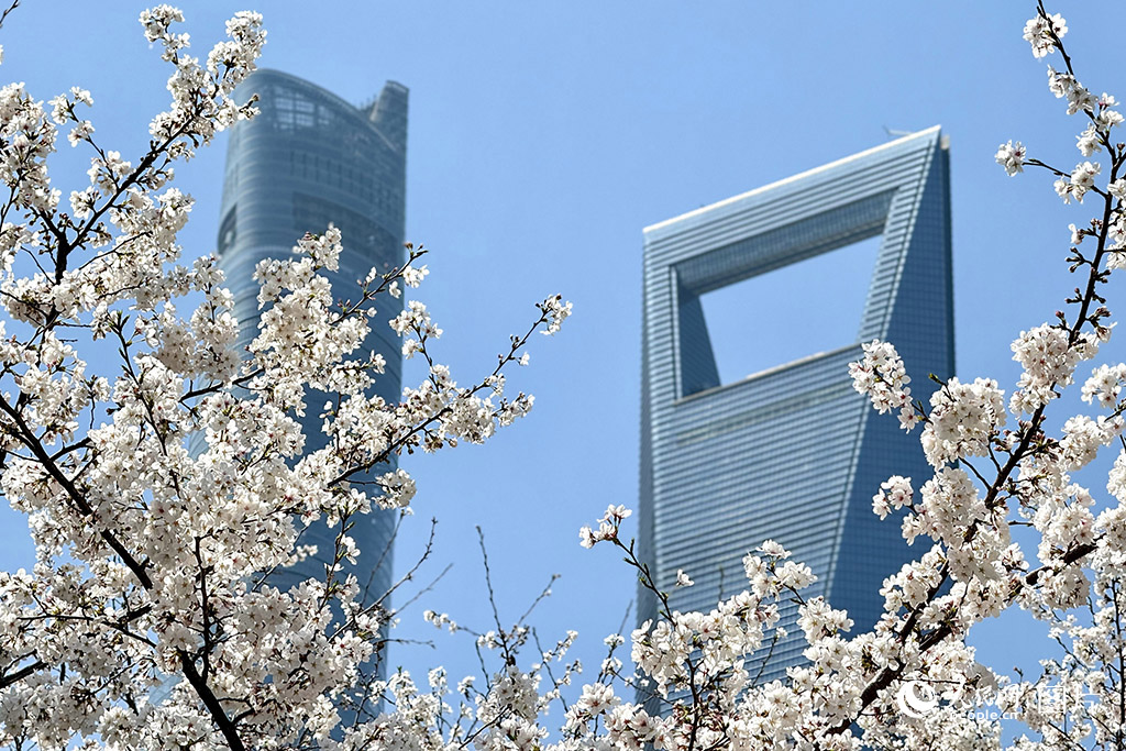 3月25日，上海陸家嘴世紀大道櫻花園內櫻花競相綻放，引得附近上班的白領紛紛前來打卡拍照。人民網記者 龔莎攝