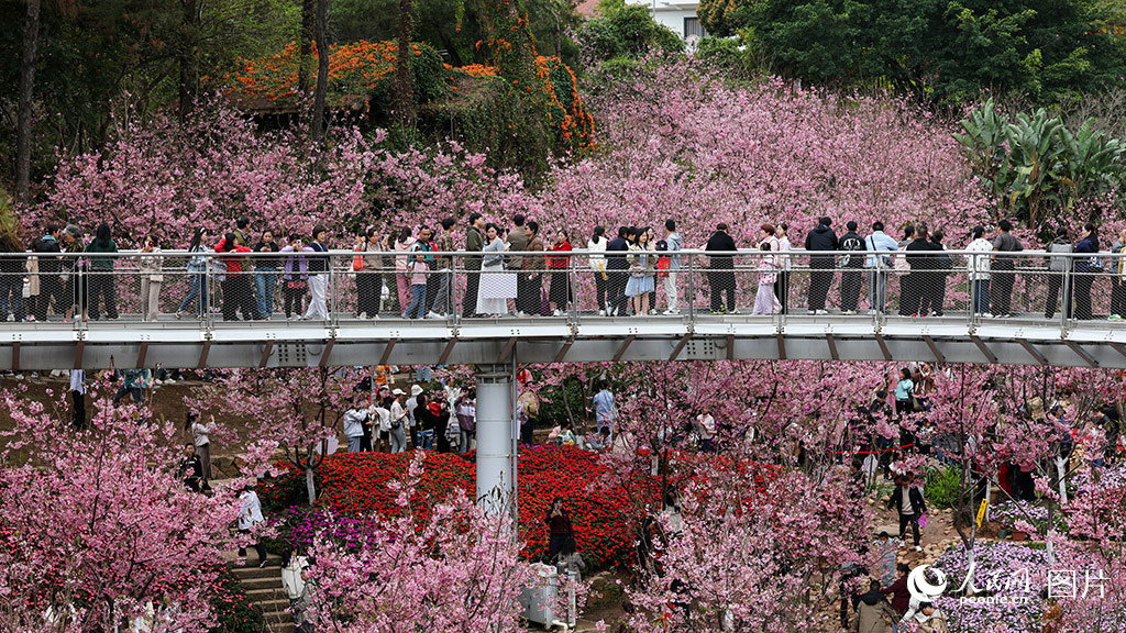 3月24日，在福建省廈門市的狐尾山公園櫻花谷，游客們在山海健康步道上賞櫻花。人民網記者 陳博攝