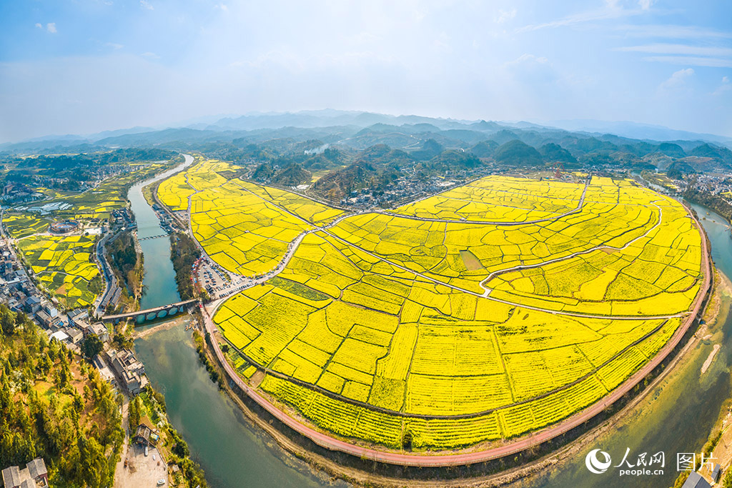3月24日，貴州省黔南州貴定縣“金海雪山”景區內的1500余畝油菜花在明媚的春光里競相綻放。人民網記者 涂敏攝