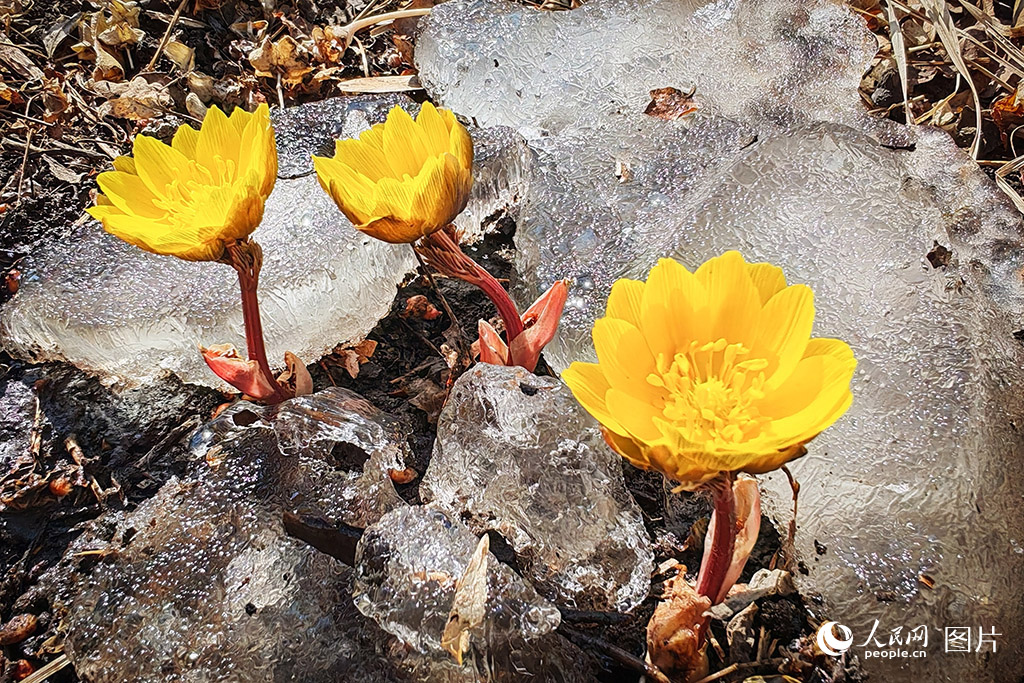 3月22日，在哈爾濱市東北農業大學校園內，冰凌花在草地上、花圃中已悄然綻放。冰凌花因其傲春寒的特性，成為冬春交替之際一道靚麗的風景線。 人民網記者 蘇靖剛攝