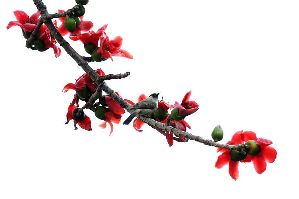 3月22日，?？谑形逯干铰返哪久藁ǜ傁嗑`放，火紅的花朵掛滿枝頭，將街道裝扮得格外靚麗，為城市增添了濃濃的春意。木棉花又稱“英雄花”，其鮮艷的色彩和昂揚的姿態，象征著蓬勃的生機和活力。人民網記者 符武平攝