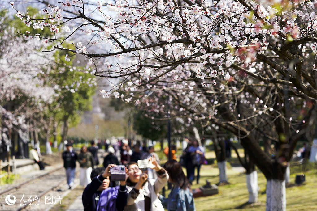 3月21日，杭州白塔公園內杏花綻放，為這座融合歷史與文藝氣息的公園披上了一層粉白交織的輕紗。人民網記者 郭揚攝