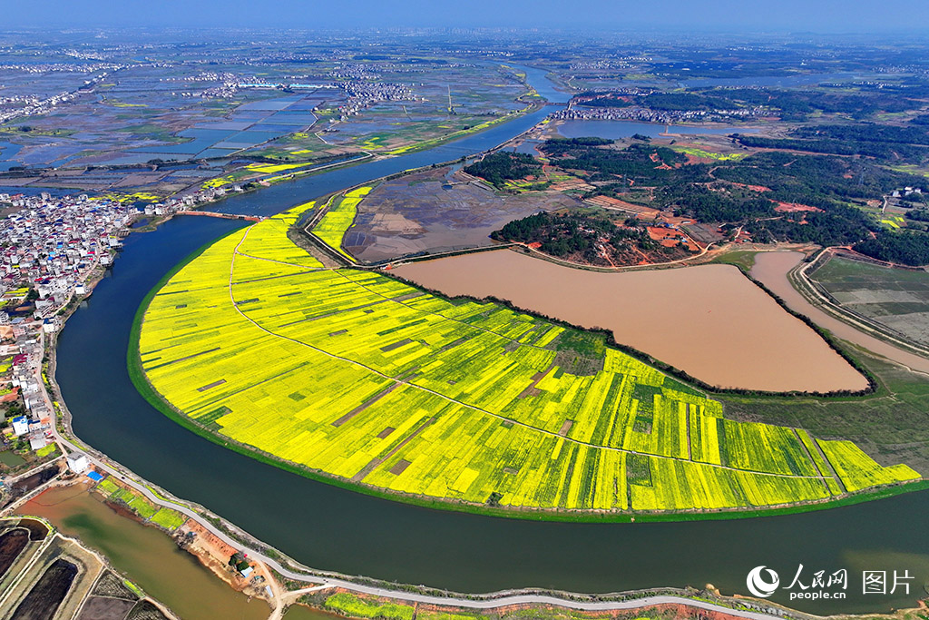 3月18日，江西省余干縣三塘鄉神埠村，金黃色的油菜花田如同彎彎的月亮，獨特的春日鄉村美景吸引各地游客前來觀賞游玩。人民網 朱海鵬攝