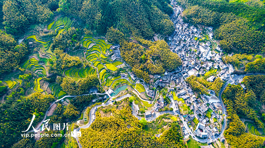安徽黃山：靈山花海 美景如畫