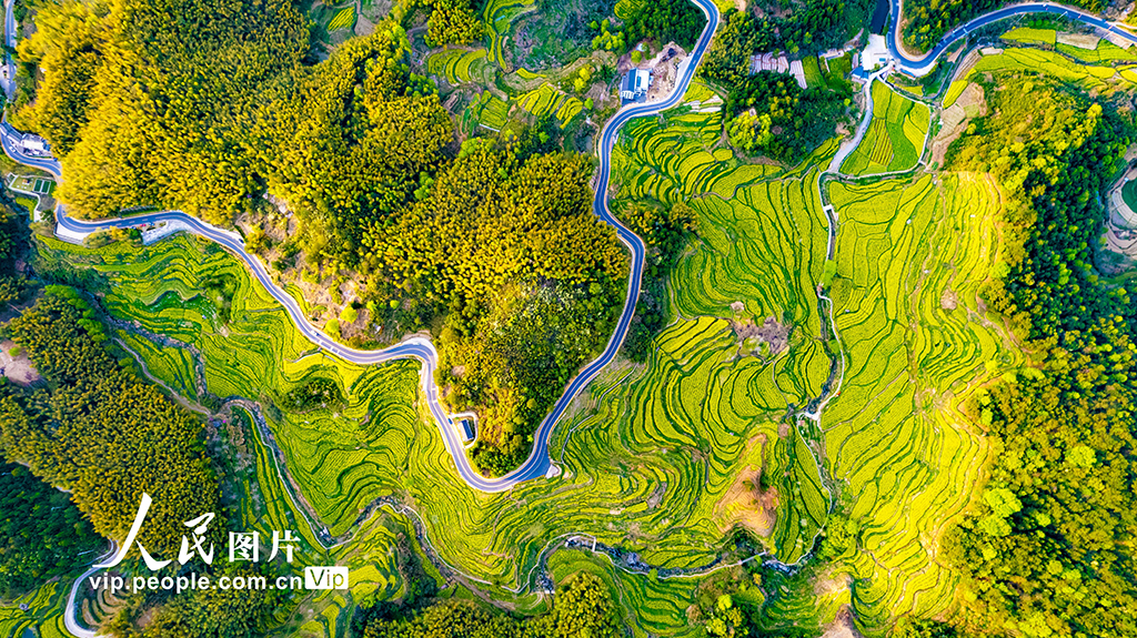 安徽黃山:靈山花海 美景如畫【2】