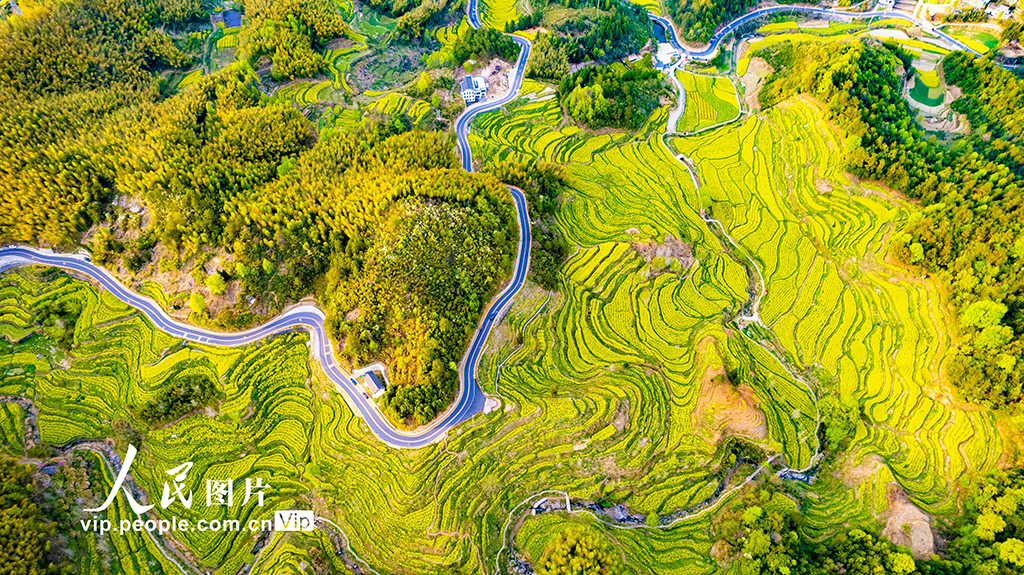 安徽黃山:靈山花海 美景如畫【3】