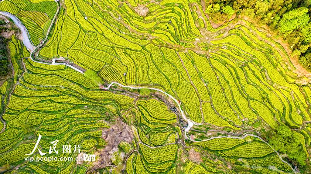 安徽黃山:靈山花海 美景如畫【4】