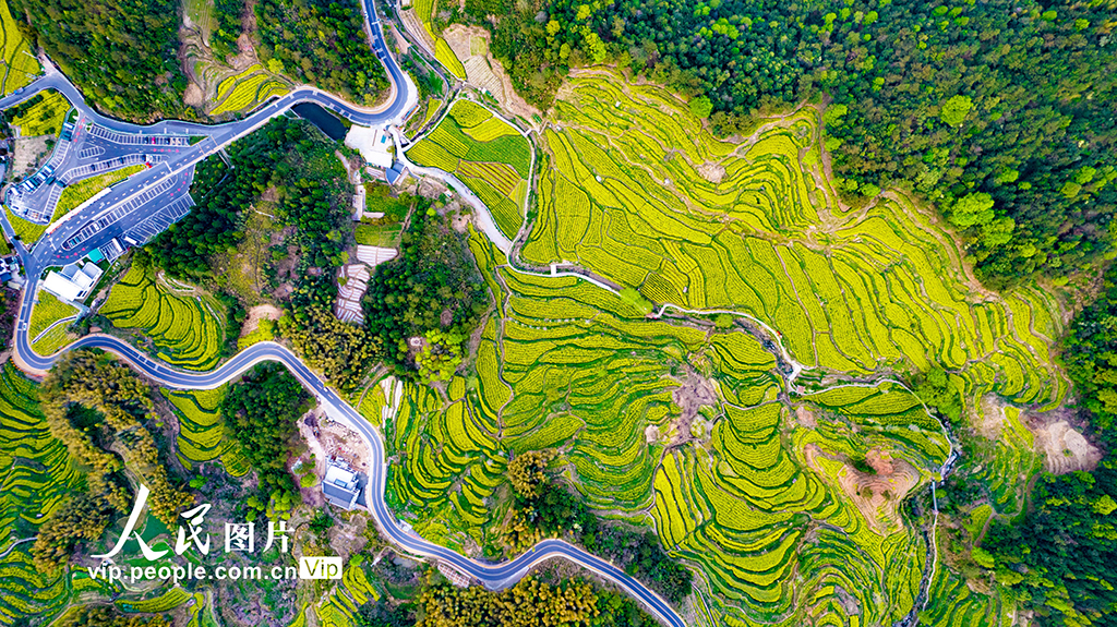 安徽黃山:靈山花海 美景如畫【5】