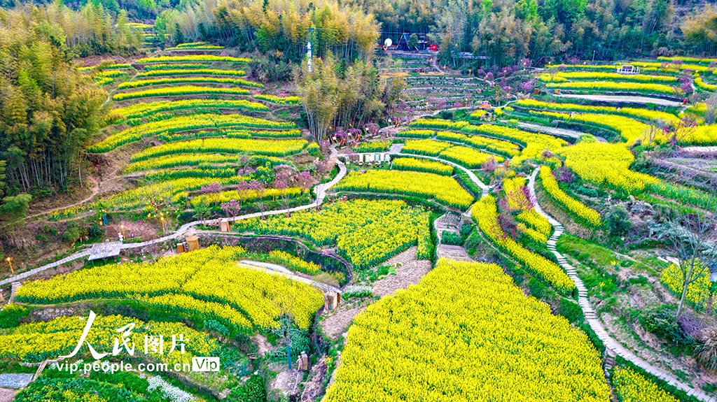 安徽黃山:靈山花海 美景如畫【6】