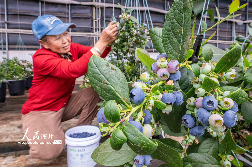 內蒙古呼和浩特：藍莓飄香采摘忙