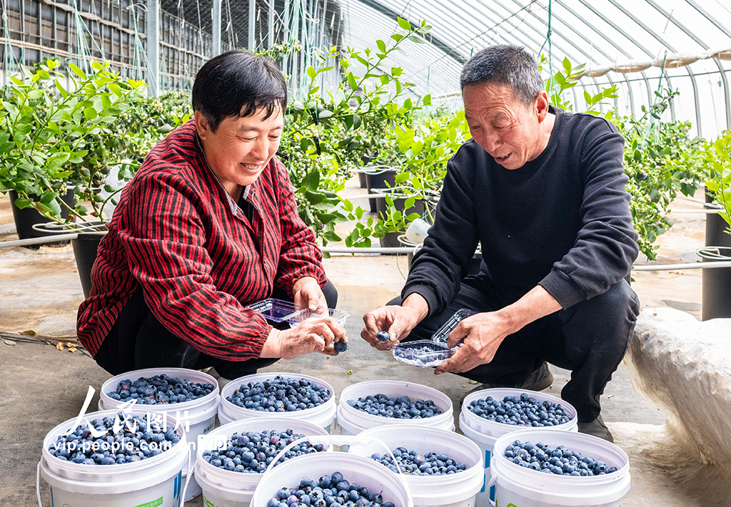 內蒙古呼和浩特:藍莓飄香采摘忙【2】