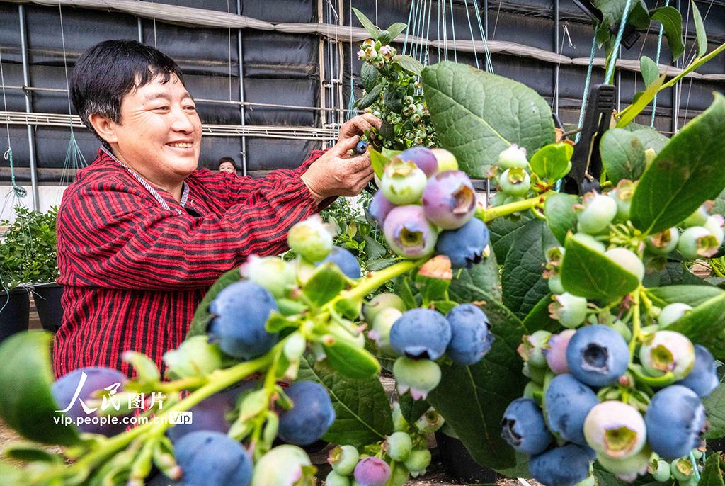內蒙古呼和浩特:藍莓飄香采摘忙【3】