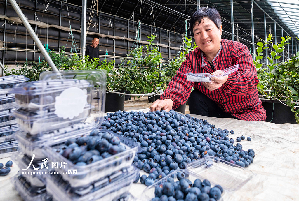 內蒙古呼和浩特:藍莓飄香采摘忙【5】