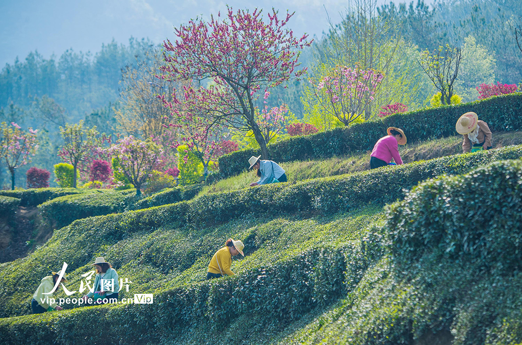 湖北英山：茶農采茶忙【2】