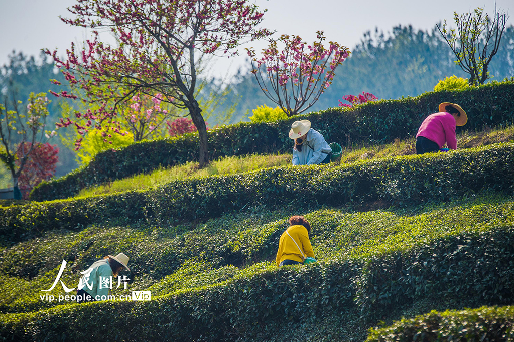 湖北英山：茶農采茶忙【4】