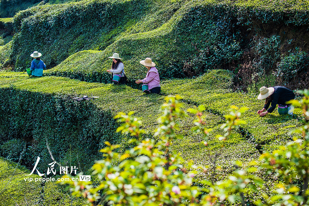 湖北英山：茶農采茶忙【5】