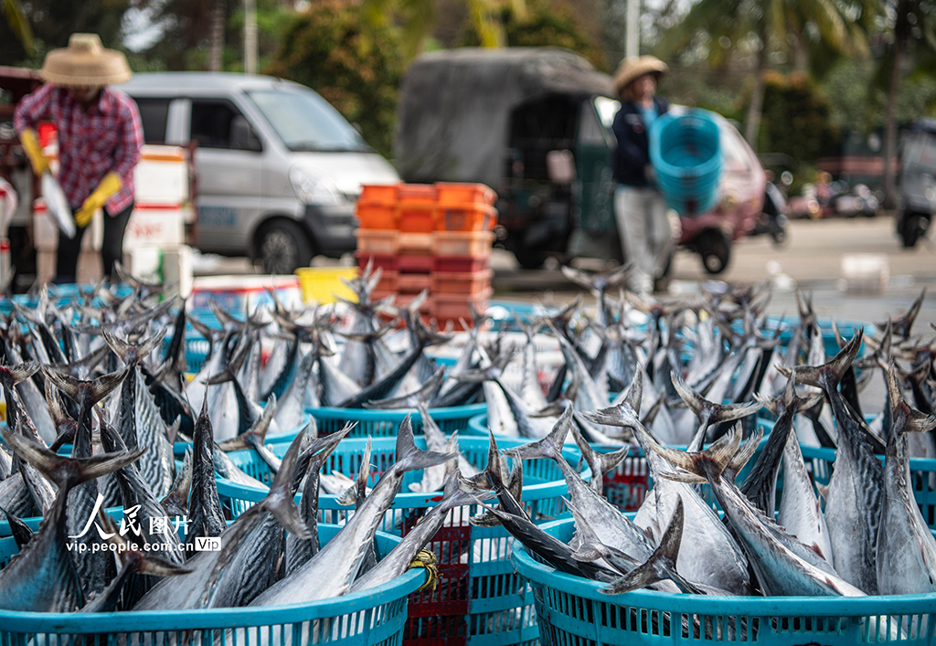 海南瓊海：南海春耕季 歸來魚滿艙【5】