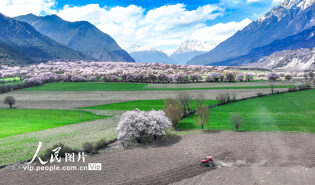 西藏林芝：高原桃花秘境美如畫【3】