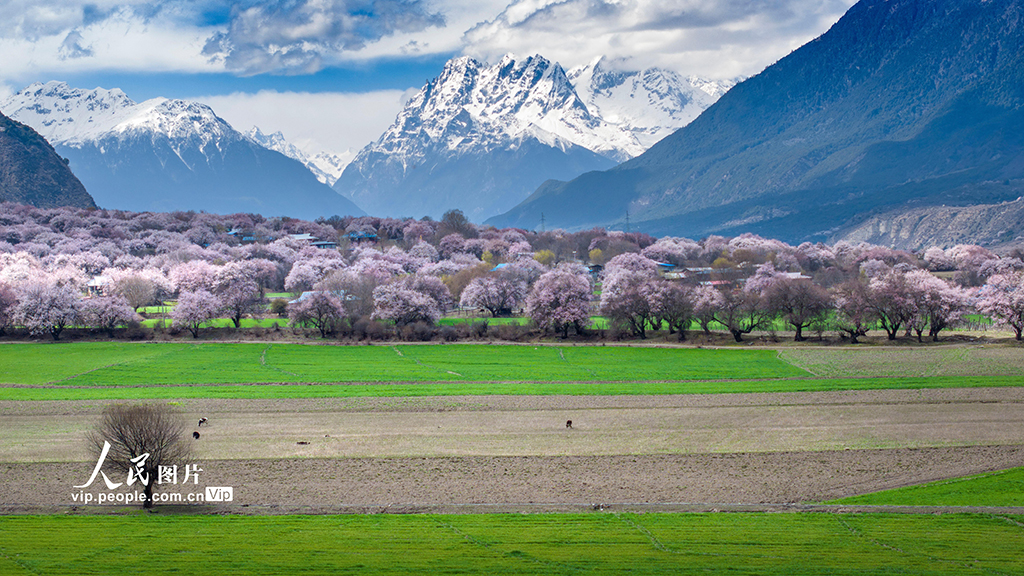 西藏林芝：高原桃花秘境美如畫【5】