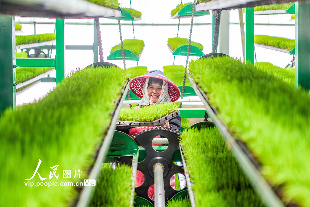 2025年4月9日，福建省泉州市惠安縣輞川鎮坤德農場立體循環育秧基地，一排排自動化育秧設備正全天候運行，工作人員正在管護秧苗。王勝攝（人民圖片網）