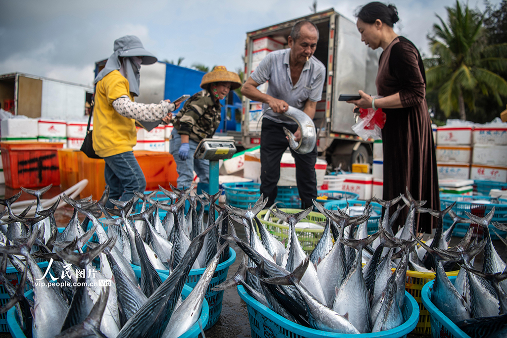 2025年4月9日，海南省瓊海市潭門港漁民在碼頭裝卸漁獲。蒙鐘德攝（人民圖片網）