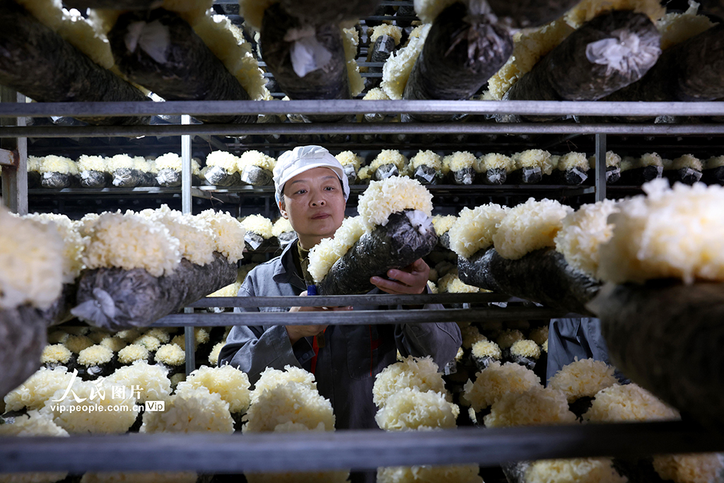 2025年4月8日，在福建省寧德市古田縣晟農無公害銀耳基地內，工人在查看銀耳長勢。王旺旺攝（人民圖片網）