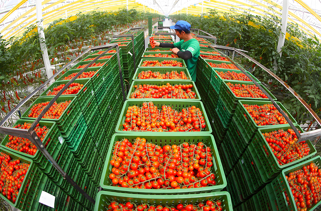 2025年4月8日，在東營市利津縣鳳凰城街道凱盛浩豐智慧農業示范園內，工人正盤點采摘的櫻桃番茄，準備供應市場。連璉攝