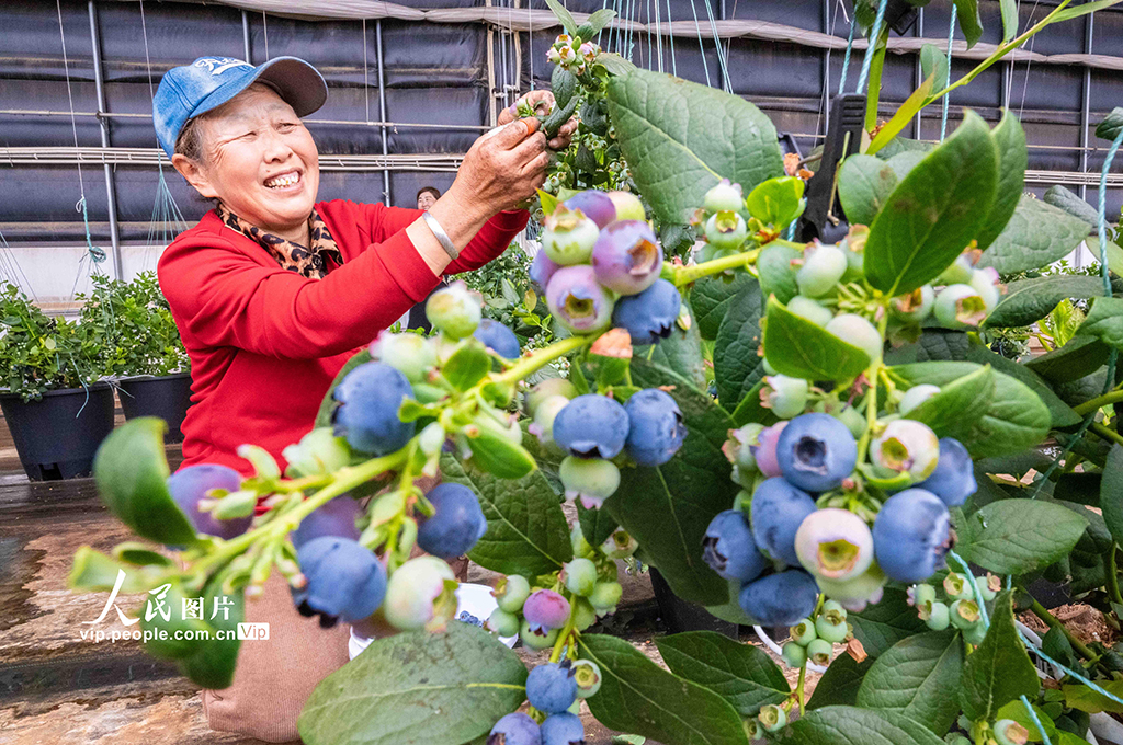 2025年4月8日，內蒙古呼和浩特市土默特左旗阿勒坦設施蔬菜基地的藍莓溫室大棚內，工人正忙碌著采摘藍莓，準備供應市場。丁根厚攝（人民圖片網）