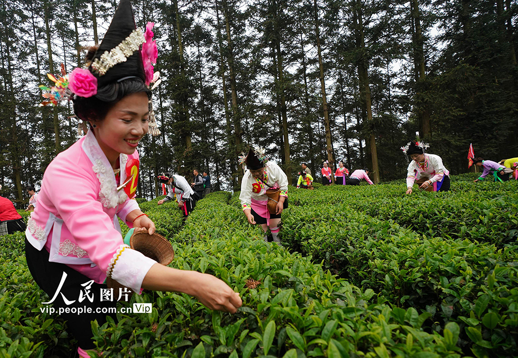 2025年4月8日，在廣西融水苗族自治縣紅水鄉振民村茶園，村民正在進行春茶采摘比賽。龍林智攝（人民圖片網）