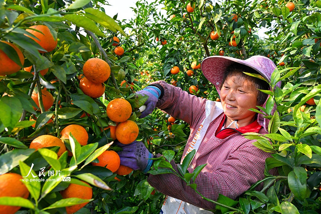 2025年4月8日，在四川省眉山市仁壽縣普寧街道鎮山社區，果農正在采摘柑橘。潘帥攝（人民圖片網）