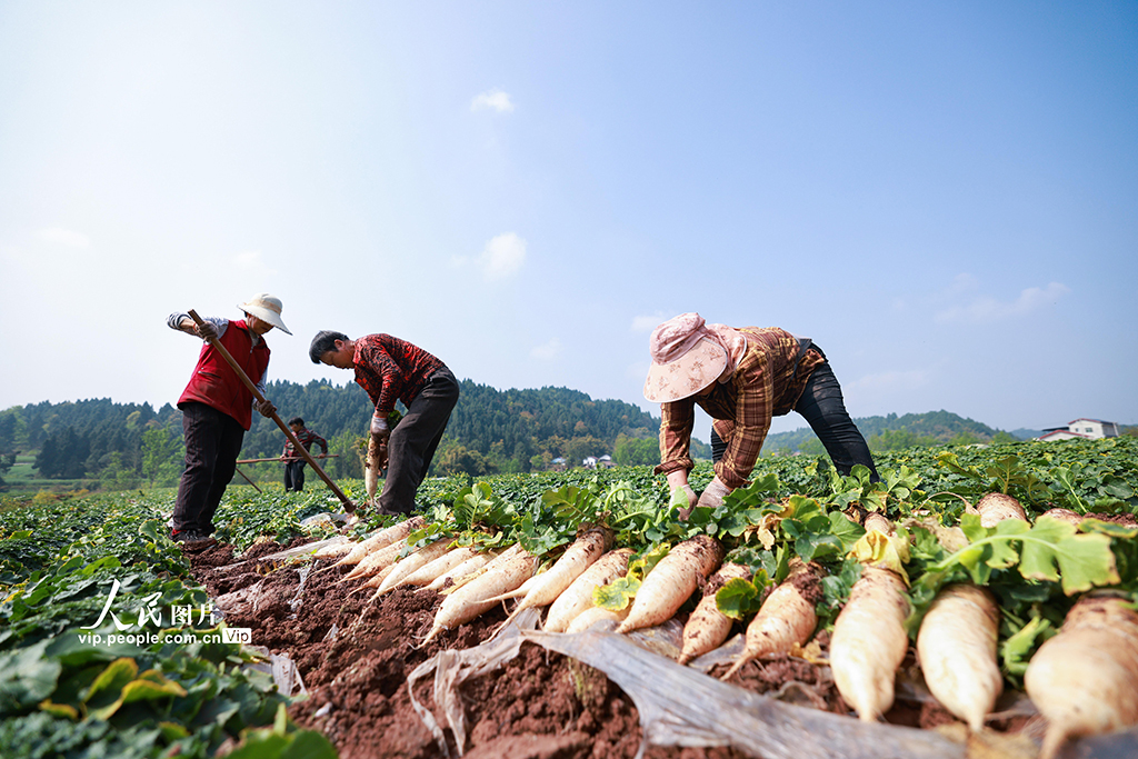 2025年4月7日，在四川省遂寧市安居區石洞鎮雙祠堂村，村民們正抓緊采收成熟的白蘿卜，準備發往川渝地區市場銷售。張勤寶攝（人民圖片網）
