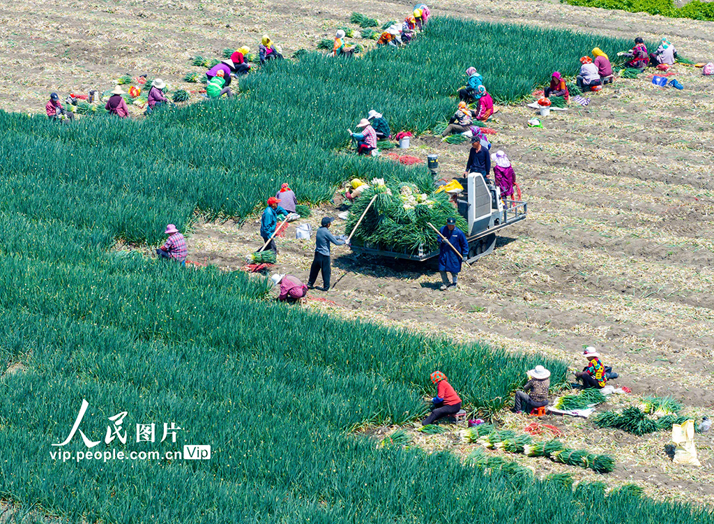 2025年4月6日，村民在江蘇省高郵市甘垛鎮橫涇社區一家庭農場香蔥種植基地收獲香蔥。賀敬華攝（人民圖片網）