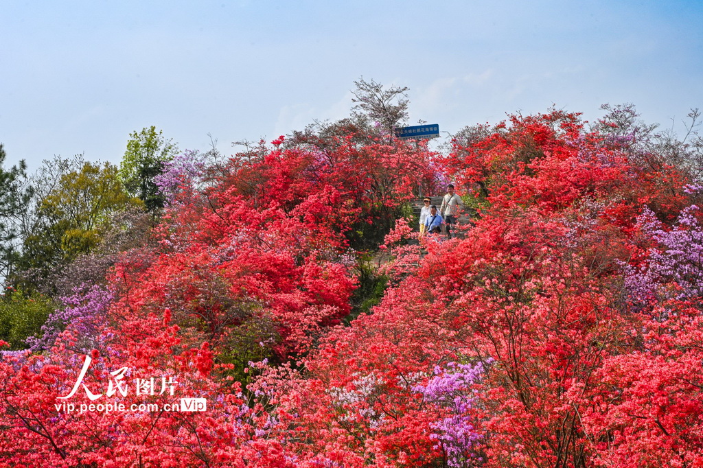 安徽岳西:杜鵑花開醉游人【2】