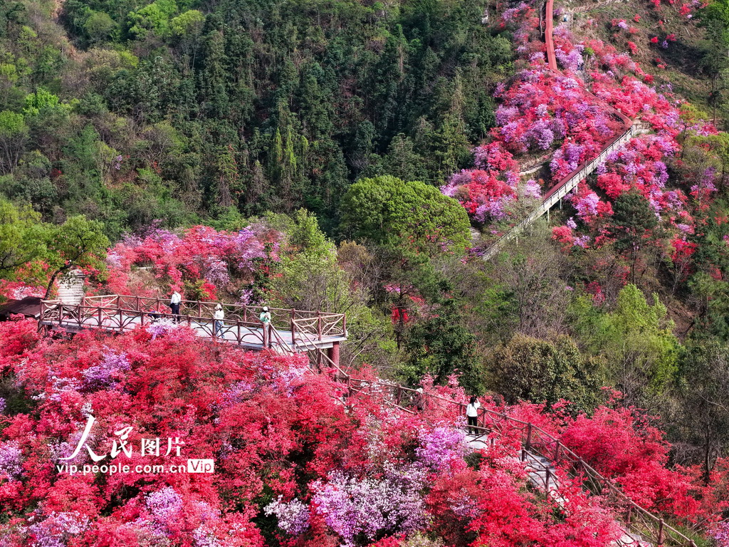 安徽岳西:杜鵑花開醉游人【3】