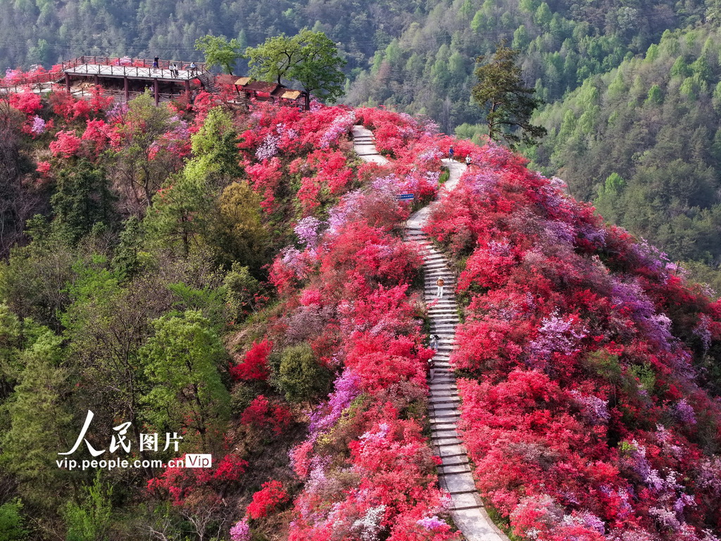 安徽岳西:杜鵑花開醉游人【4】