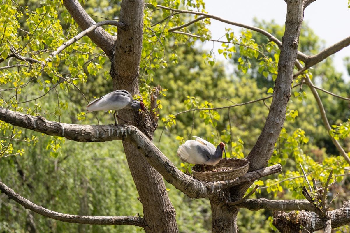 陜西洋縣：守好朱鹮就守好了“金飯碗”